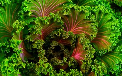 Fiber in leafy green juice?